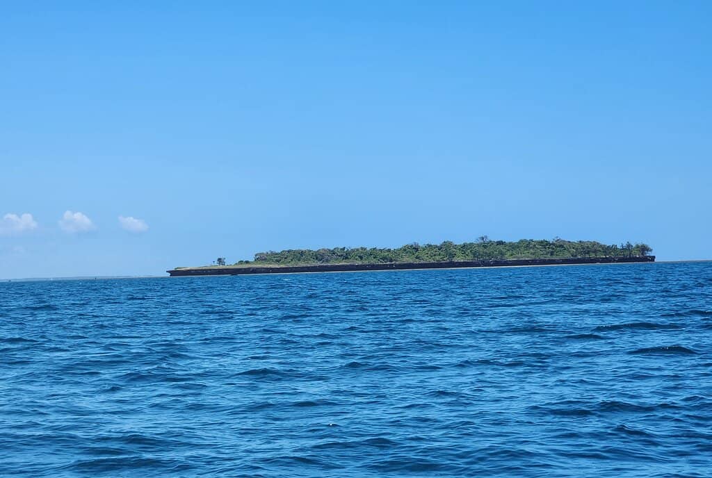 Dolphin Watching
