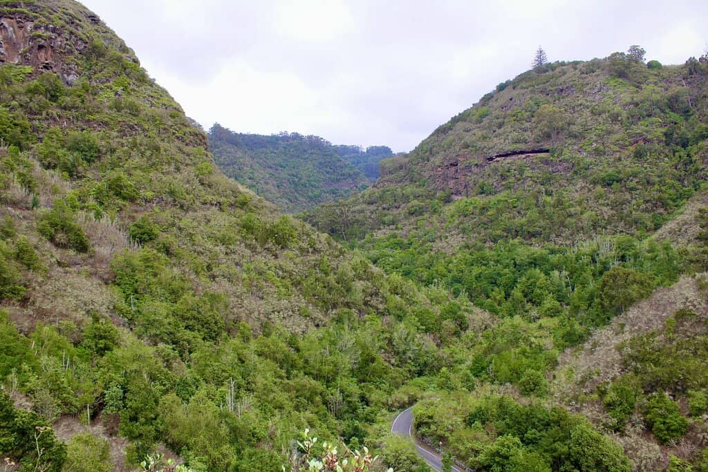 The Ancient Laurel Forest