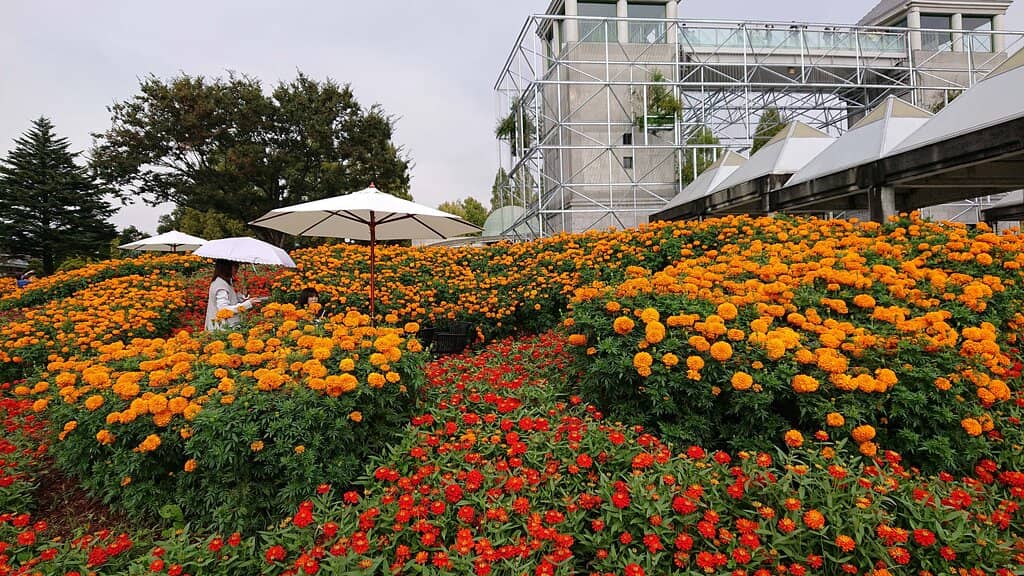 Seasonal Blooms