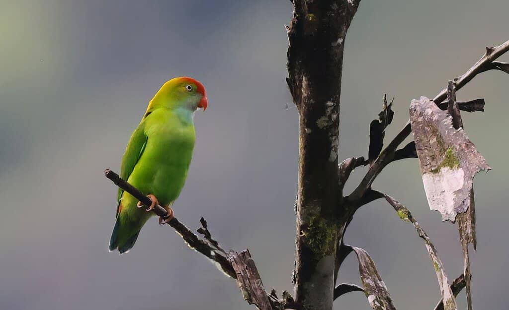Suspension Bridge Trek