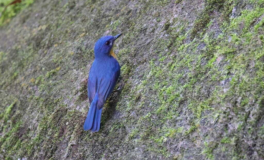 Kakunaella Waterfall Dip