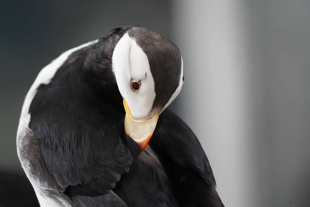 Rescued Animal Stories