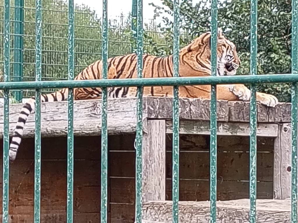 Tanuki's Vocalizations