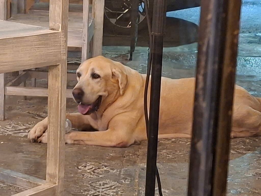 Cozy Ambiance with Live Music