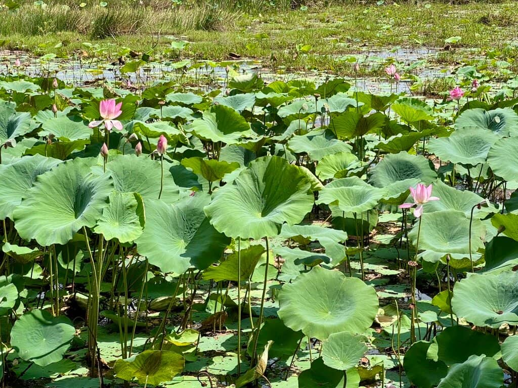 Wetland Birdlife Spectacle