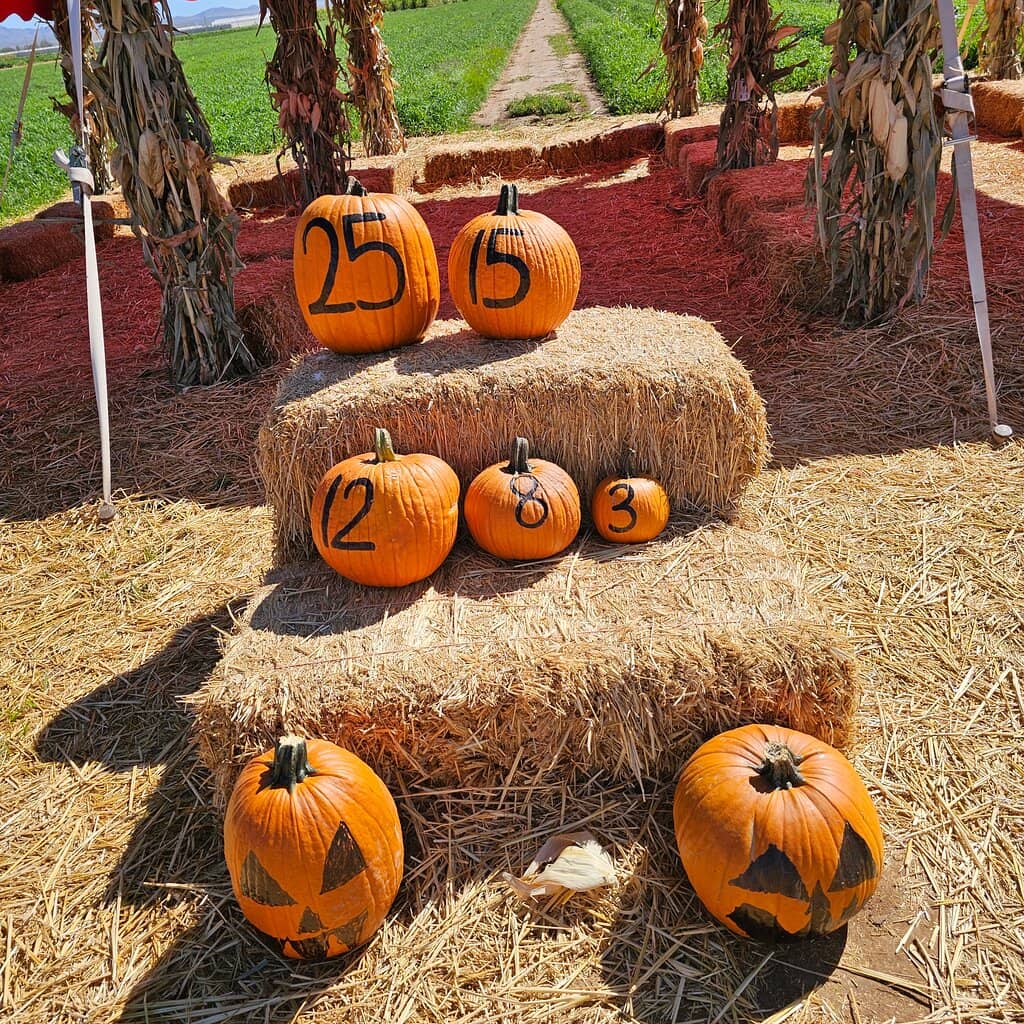 Challenging Corn Maze