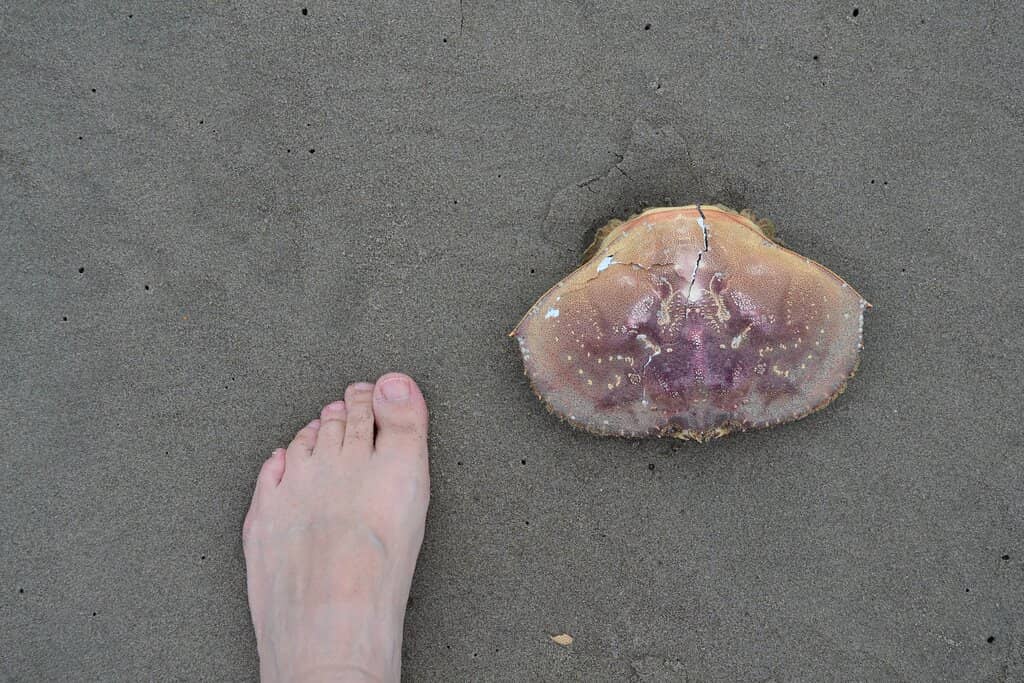 Seaside Aquarium Seals
