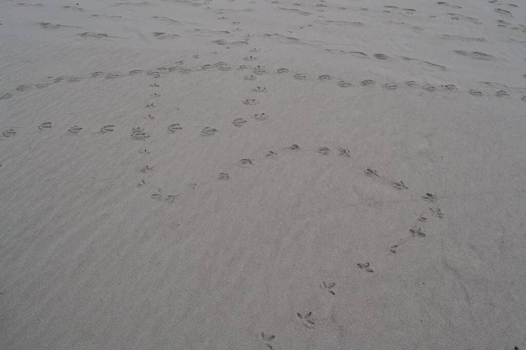 Historic Boardwalk Fun