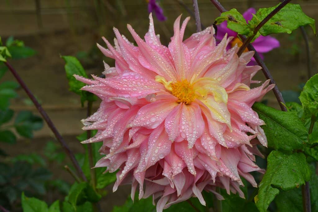 Redwood Canopy Trail