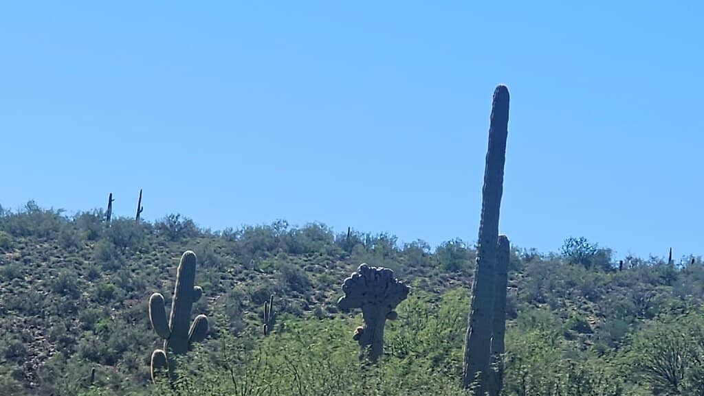 Wildlife Spotting Opportunities