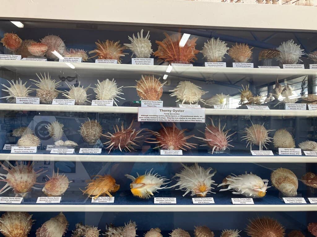 Intricate Shell Art