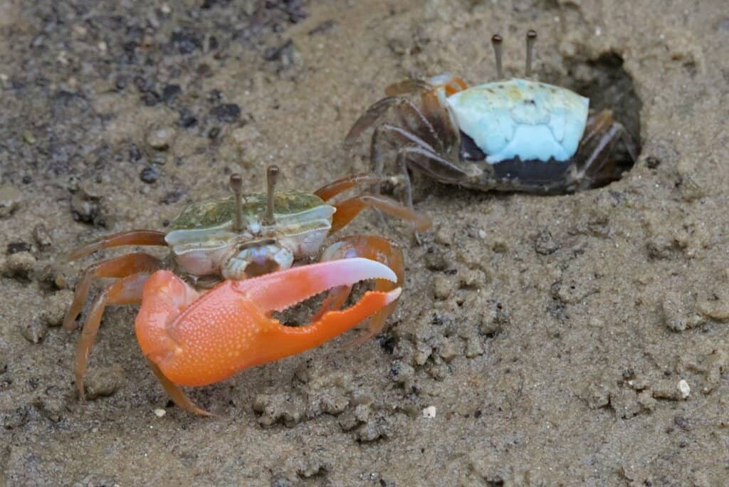 Chek Jawa Wetlands Boardwalk