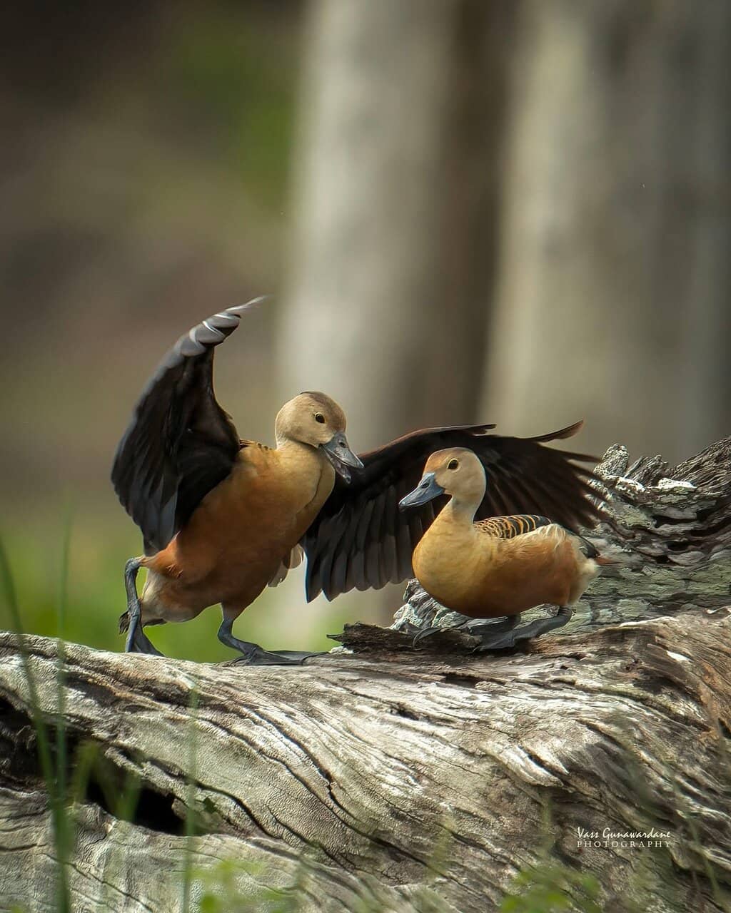 Diverse Wildlife