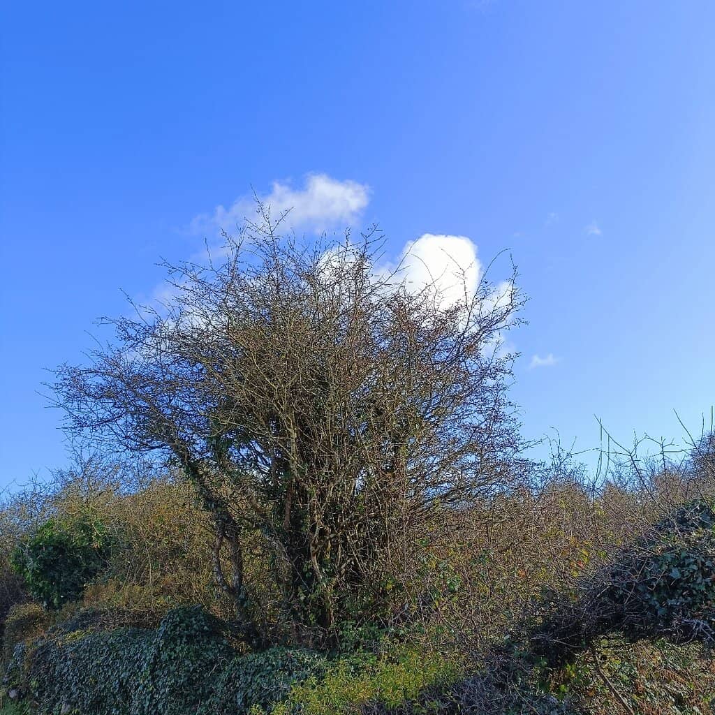 Abbey Hill Trail