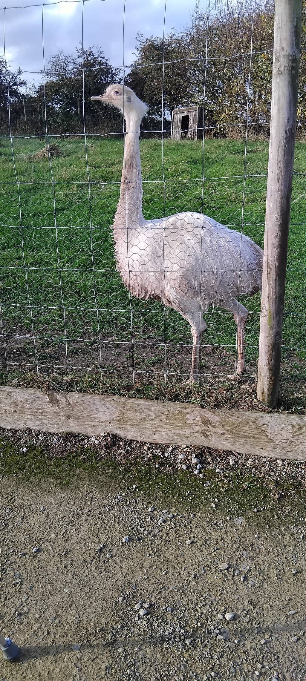 Charming Animal Encounters