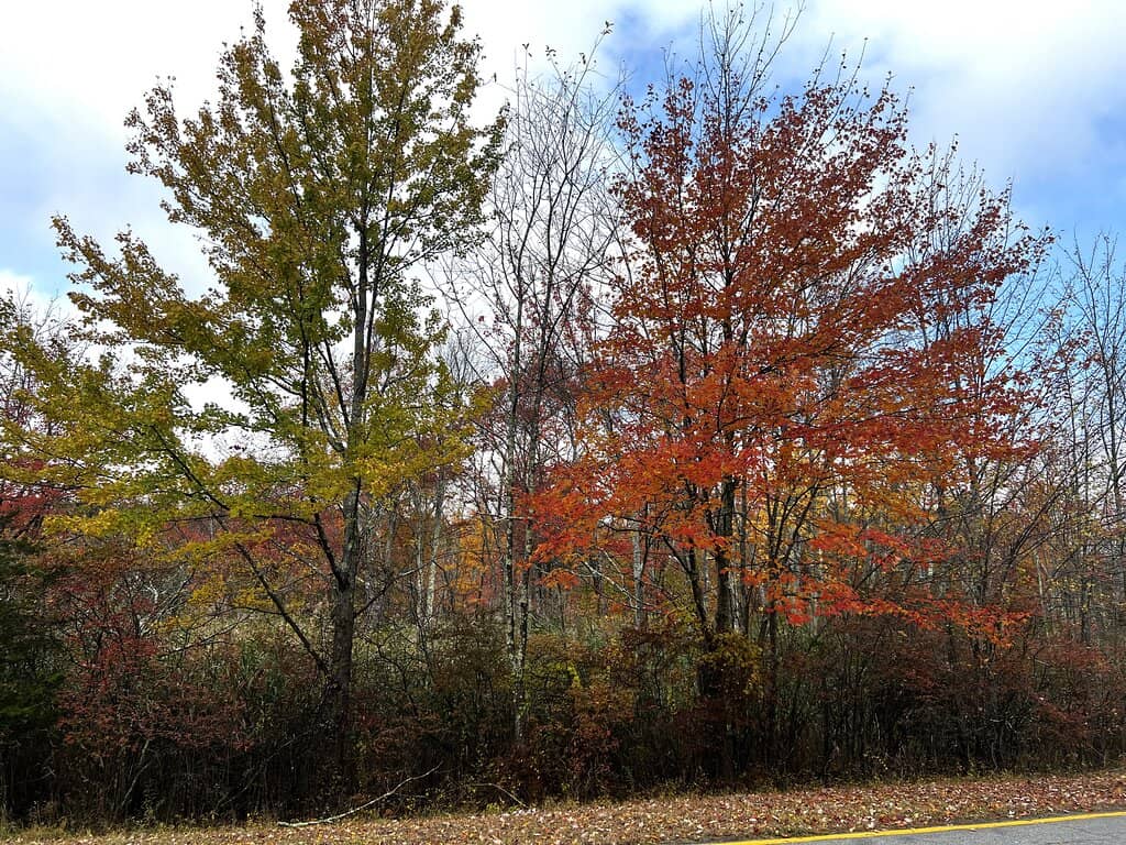 Vertical photo