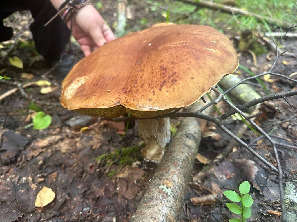 Lakeside Kayaking & Canoeing