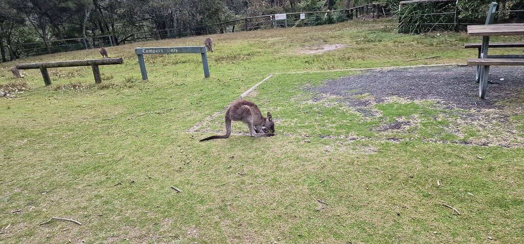 Wildlife Encounters