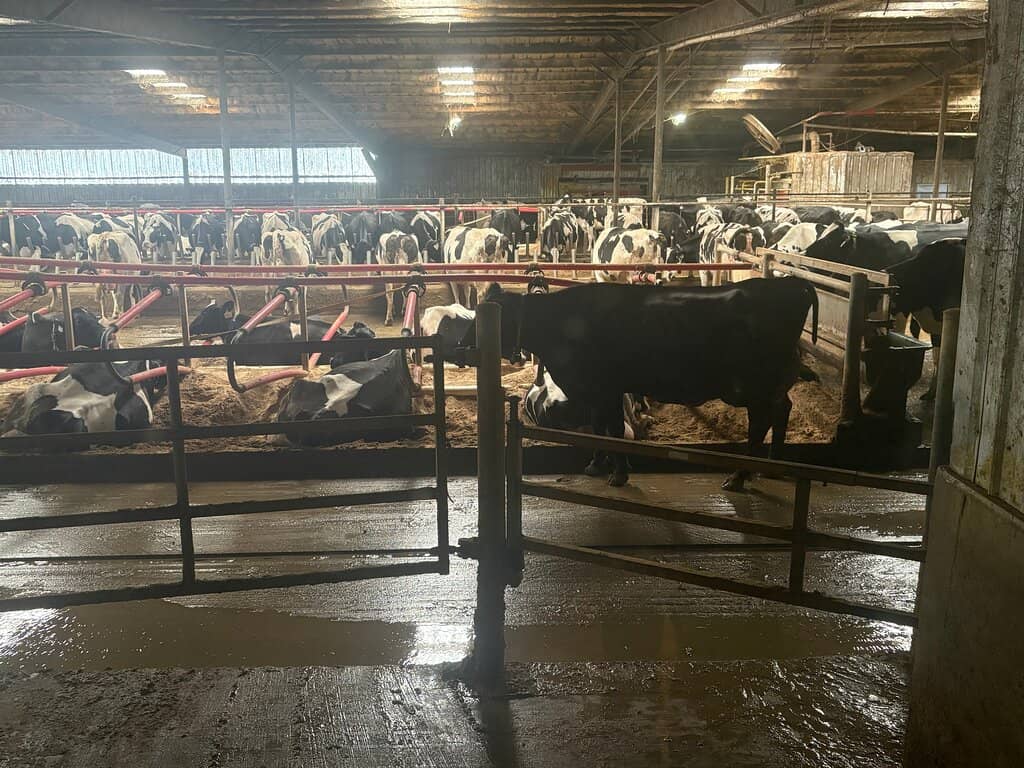 Robotic Milking Tour