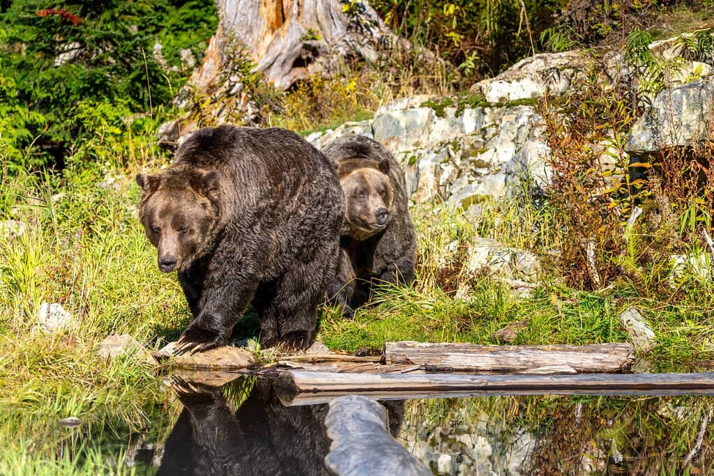 Grizzly Bear Habitat