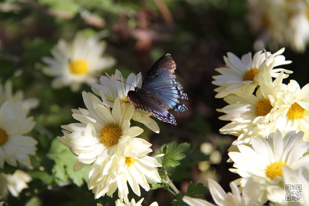 Butterfly Bungalow