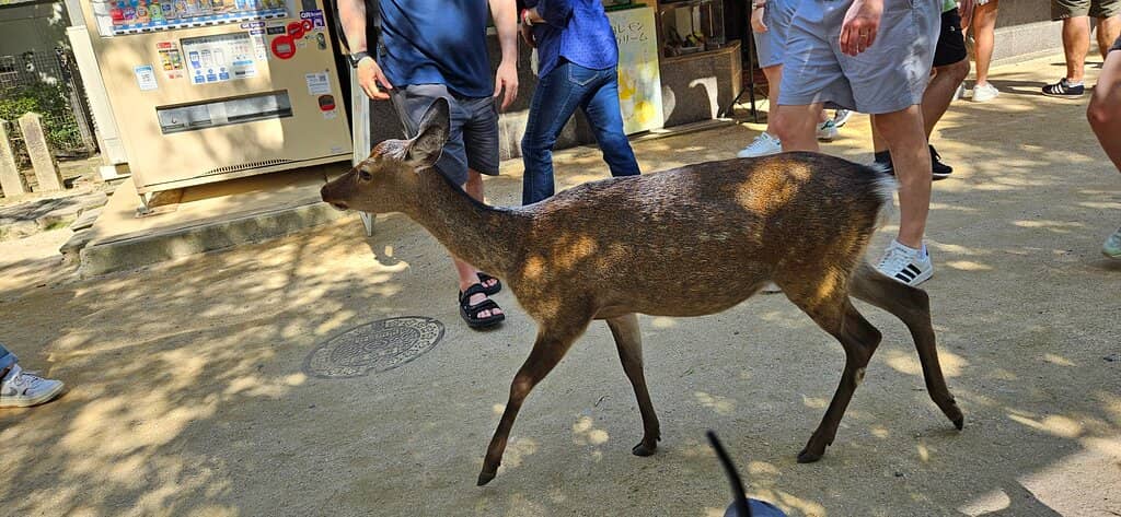 Itsukushima Shrine & Floating Torii Gate