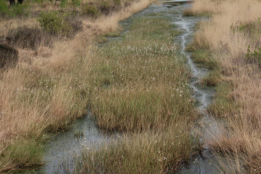 World's Largest Steam Plough