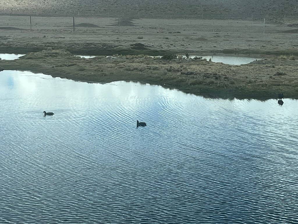 Wildlife Spotting
