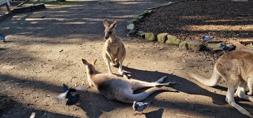 Dingo Walk Experience