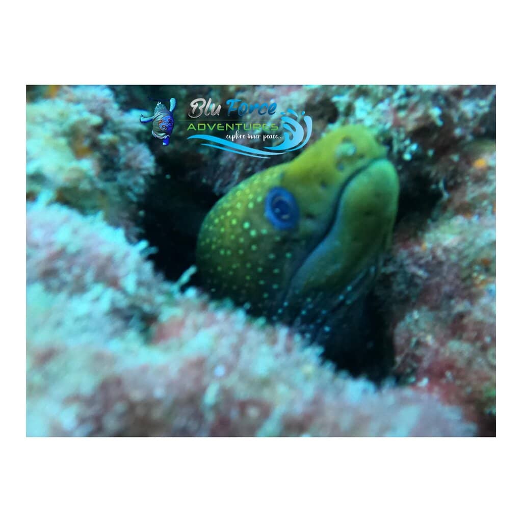 Bioluminescence (Seasonal)