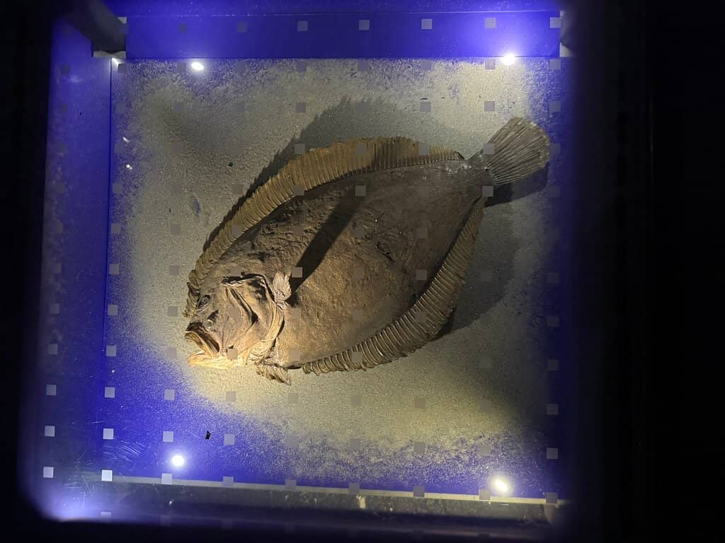 Interactive Children's Corner