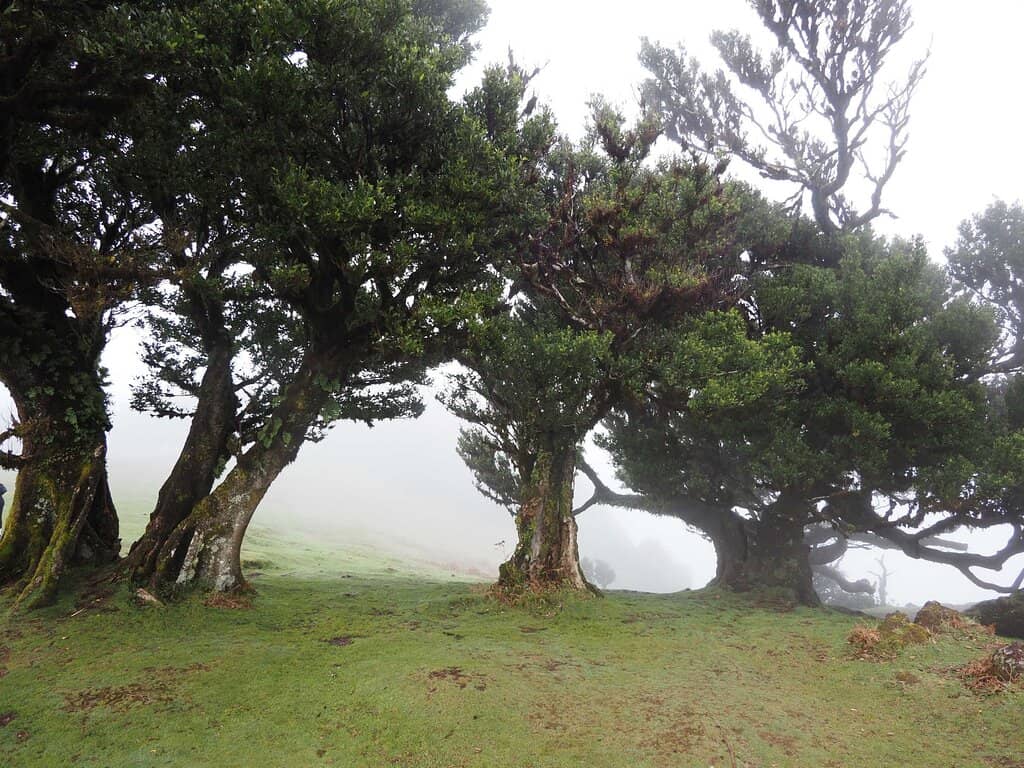 Panoramic Viewpoints