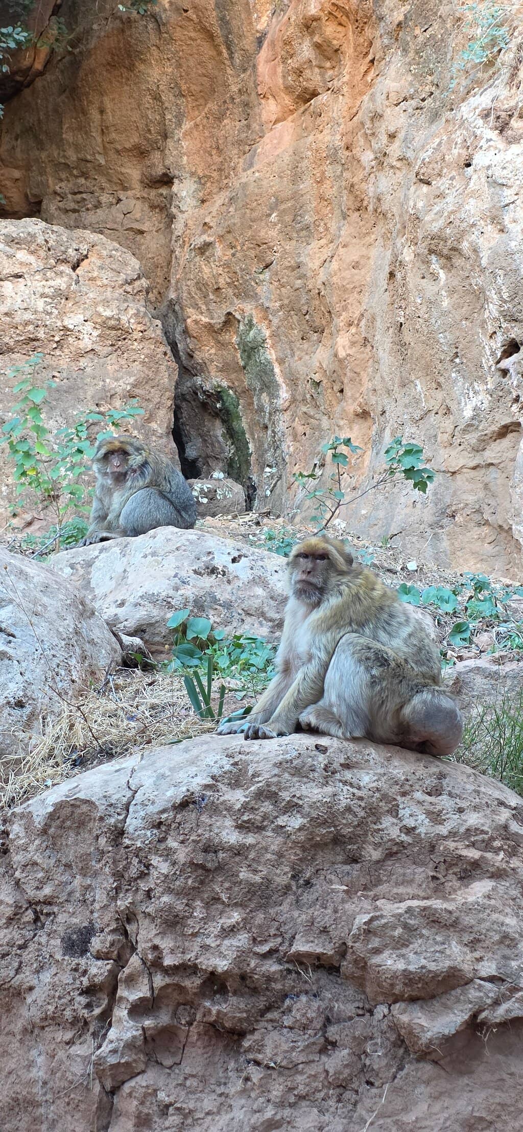 Barbary Macaques