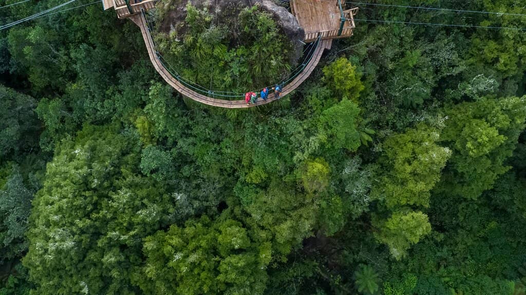 Ancient Forest Trek