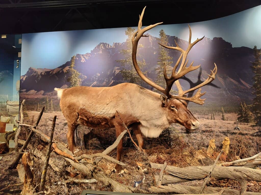 Interactive Kids' Zone