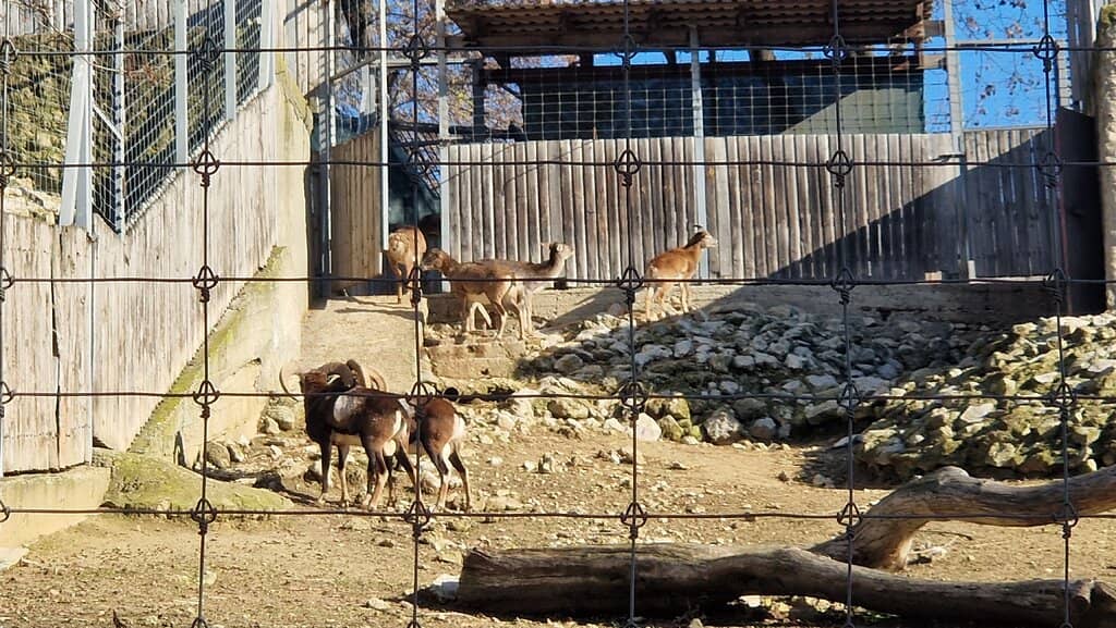 Diverse Animal Collection