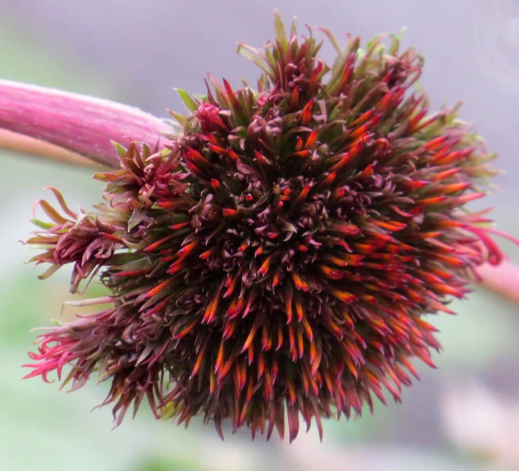 Scenic Hiking Trails