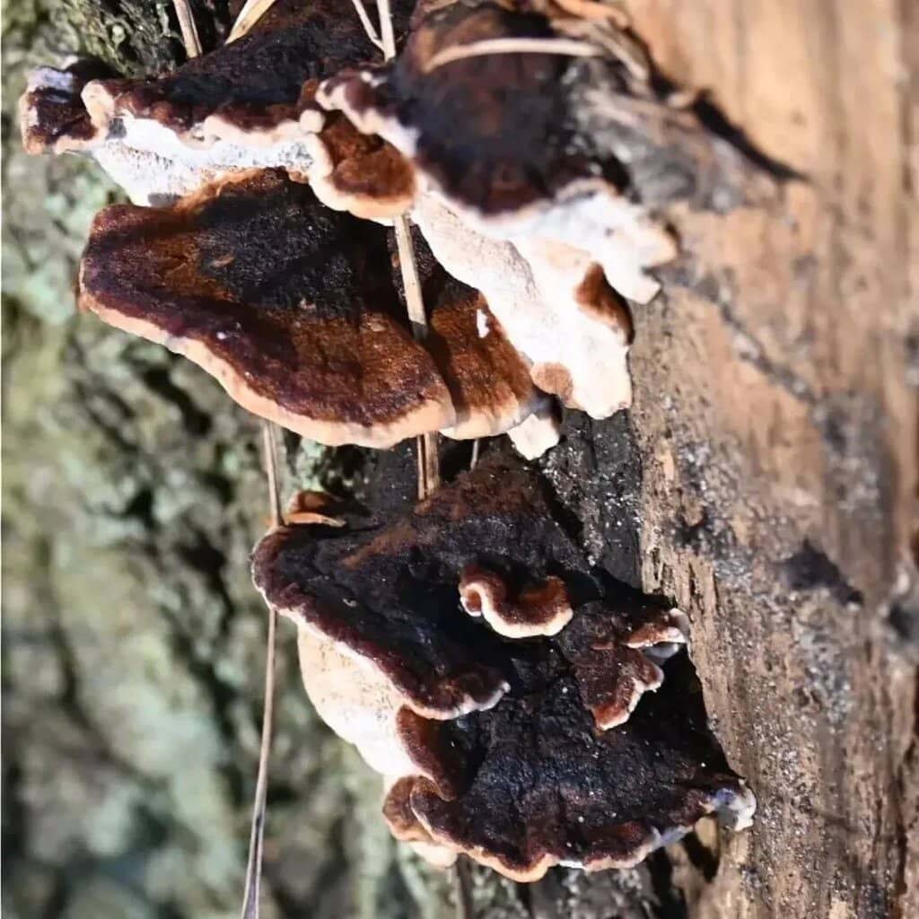 Picnic and Rest Area