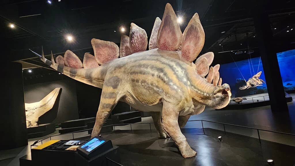 Real Dinosaur Skeletons