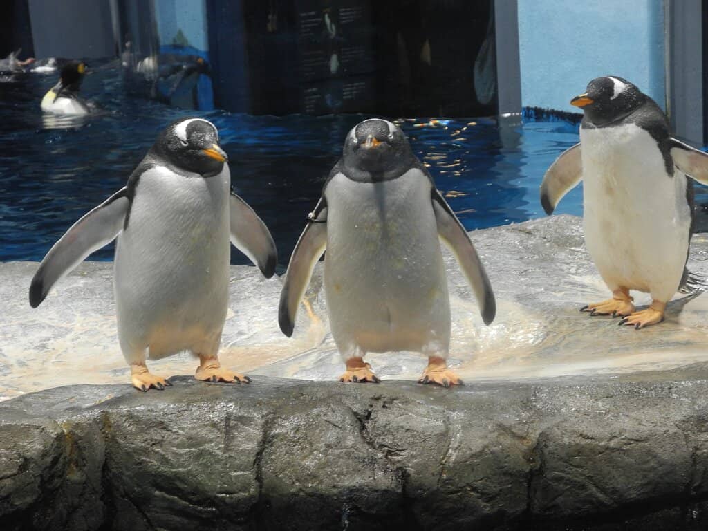 Penguin Tunnel Tank