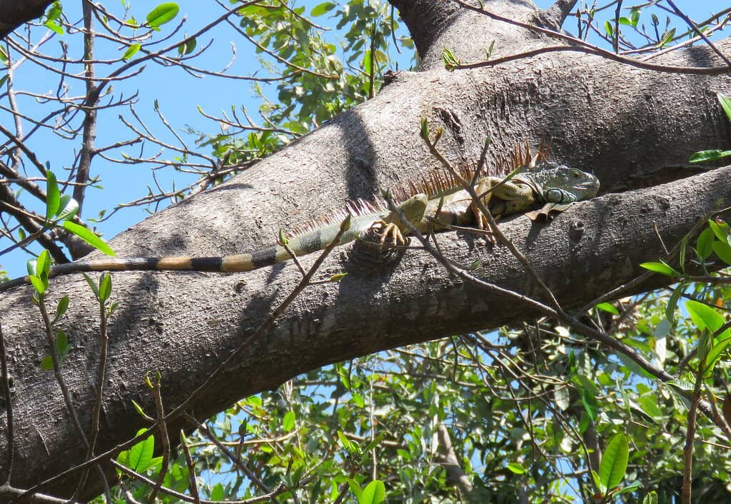 Live Music & Performances