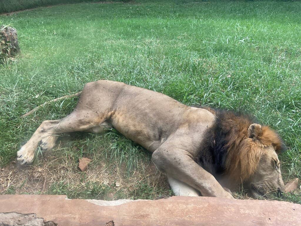 Cheetah's Speed