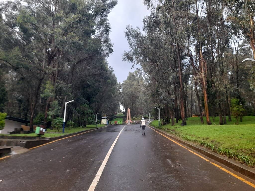 Serene Forest Trails