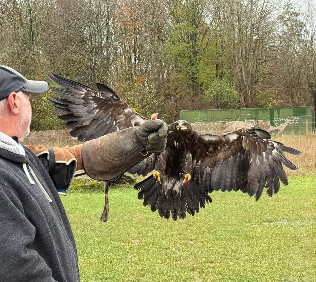 Otter Feeding Experience