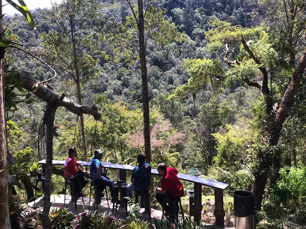 Lush Rainforest Trails