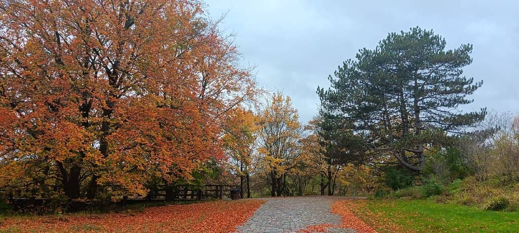 Themed Gardens