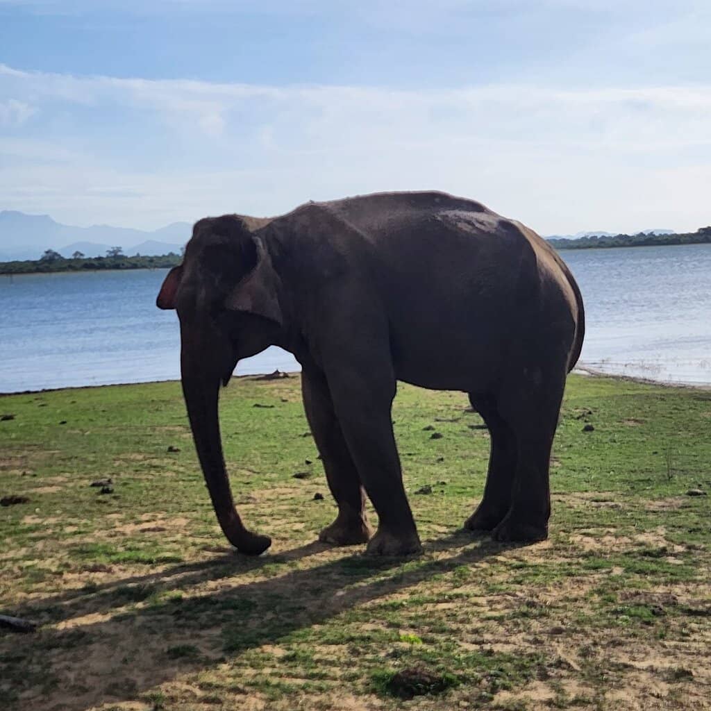 Close-Up Elephant Encounters