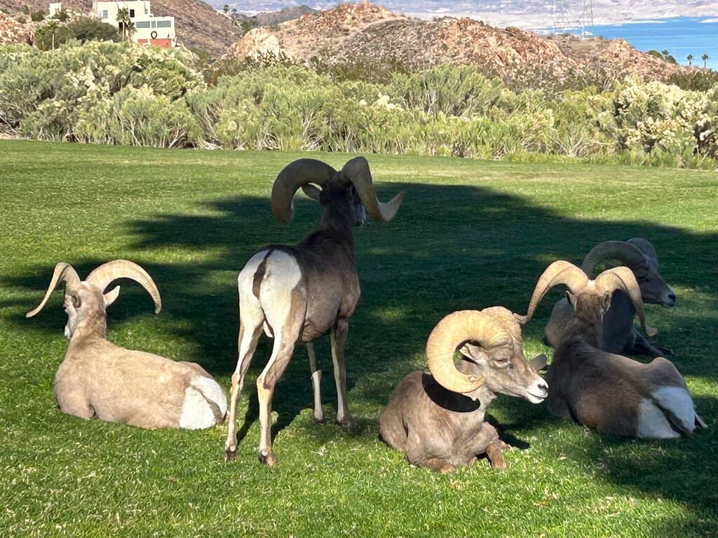 Scenic Colorado River Views
