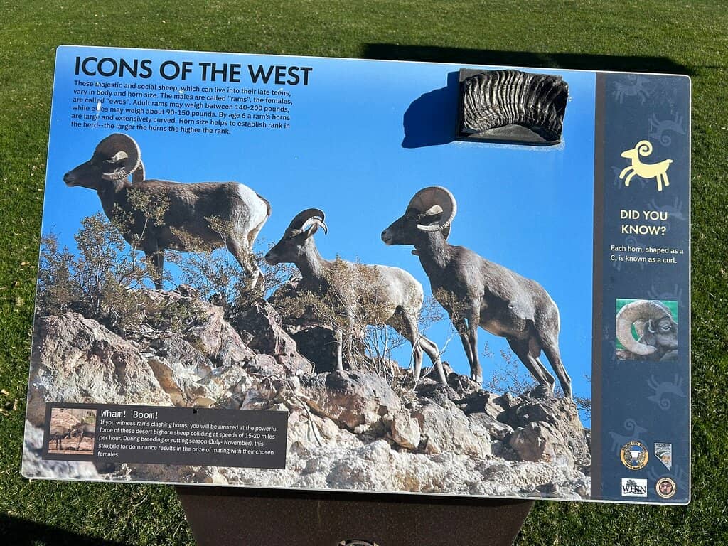 Bighorn Sheep Sightings