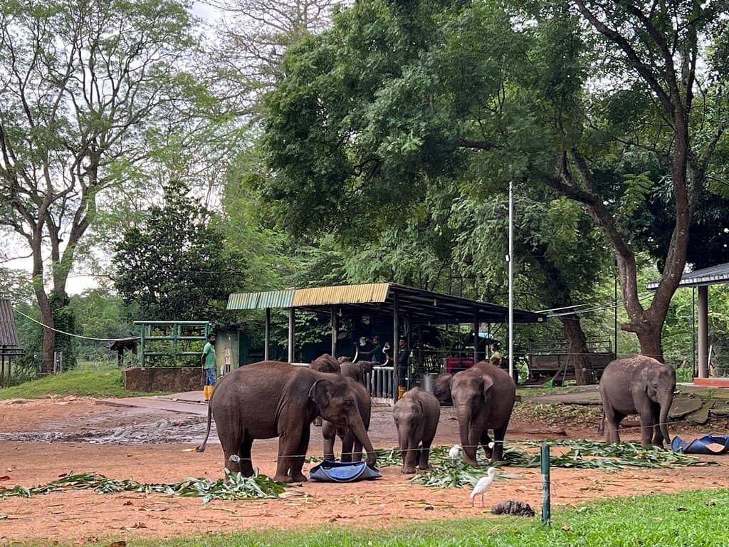 Rehabilitation in Action